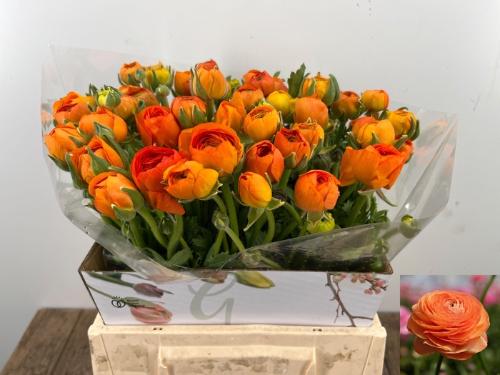 Ranunculus asiaticus 'Elegance Orange'