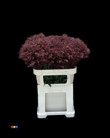 Solidago kleurbehandeld H%