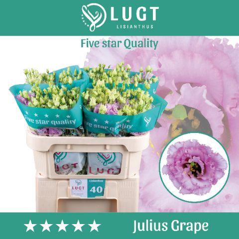 Eustoma russellianum gevuldbloemig 'Julius Grape'