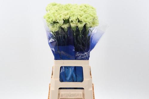 Dianthus standaard Goblin