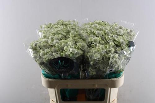 Astrantia major Billion Stars XL