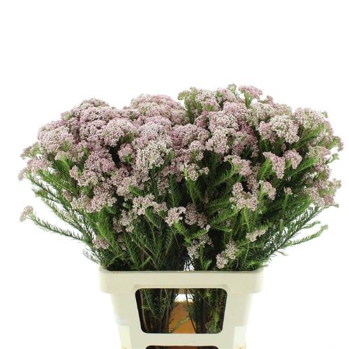 Ozothamnus diosmifolius 'Pink Panther'