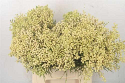 Berzelia lanuginosa