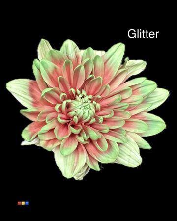 Chrysanthemum Indicum Grp tros kas kleurbehandeld H%