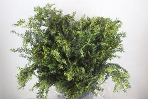 Taxus media 'Hicksii' per bos