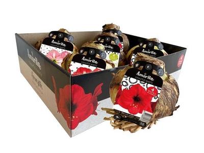 Hippeastrum (bol)