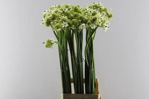 Ornithogalum saundersiae