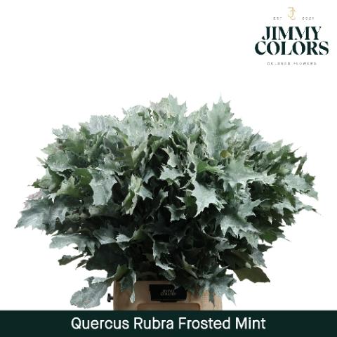 Quercus rubra kleurbehandeld H%