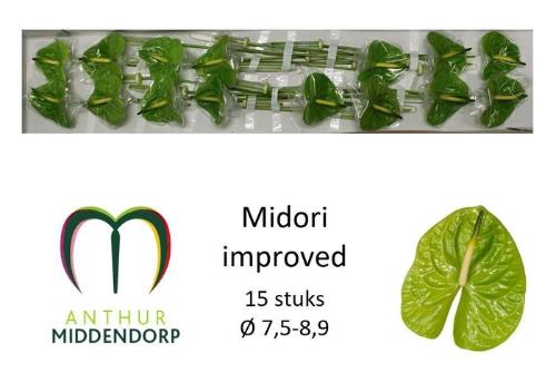 Anthurium Andreanum Grp Midori Improved