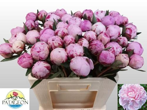 Paeonia Lactiflora Grp 'Sarah Bernhardt'