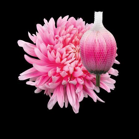 Chrysanthemum (Indicum Grp) geplozen Antonov kleurbehandeld H%