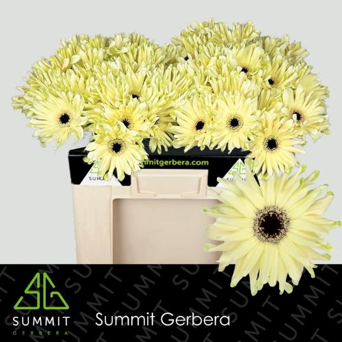 Gerbera mini krulvormig Pastini Spritz