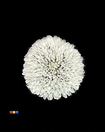 Chrysanthemum geplozen kas kleurbehandeld H%