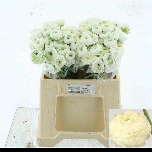 Ranunculus asiaticus 'Elegance White'