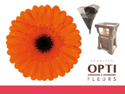 Gerbera mini 'Caramba'