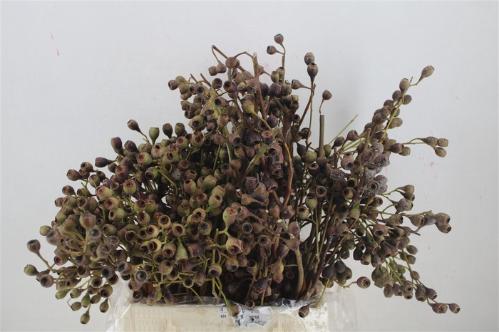 Snijbloemen overig