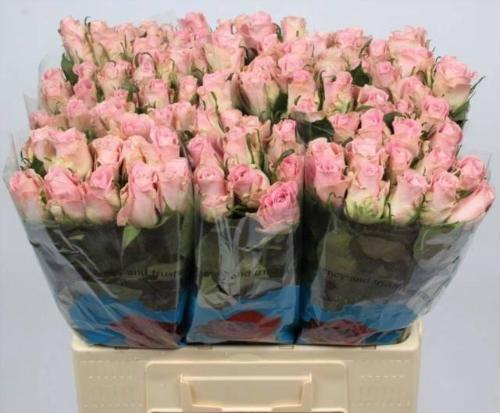 Rosa grootbloemig Bisou