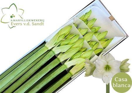 Hippeastrum Galaxy Grp 'Casablanca'