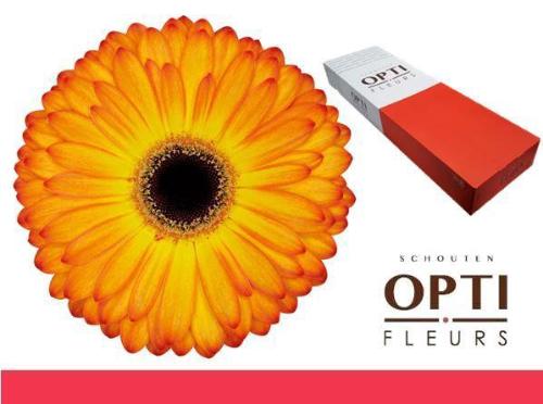 Gerbera grootbloemig 'Catwalk'