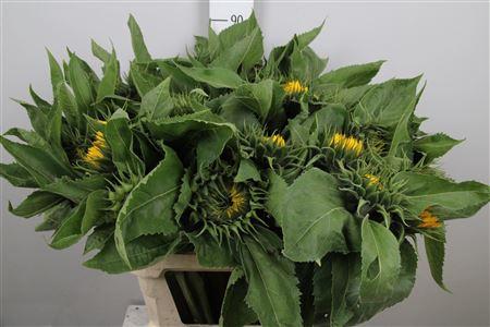 Helianthus annuus 'Sunrich Orange'