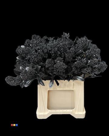 Skimmia per bos overig kleurbehandeld H%