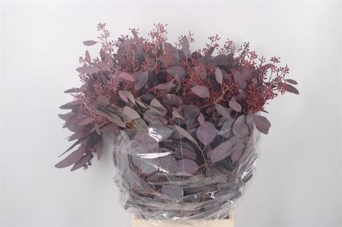 Eucalyptus polyanthemos (fruit) kleurbehandeld per bos H%
