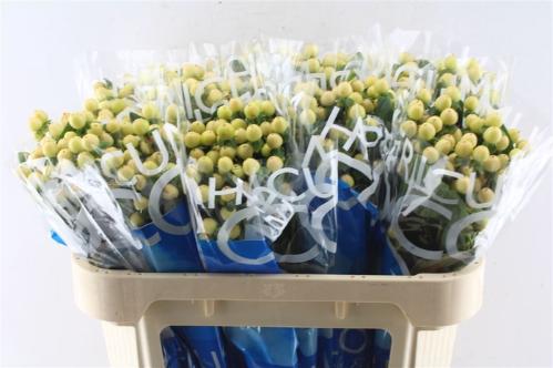 Hypericum Coco Gelato