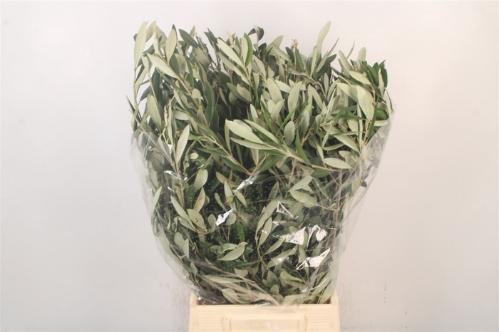 Olea europaea per bos