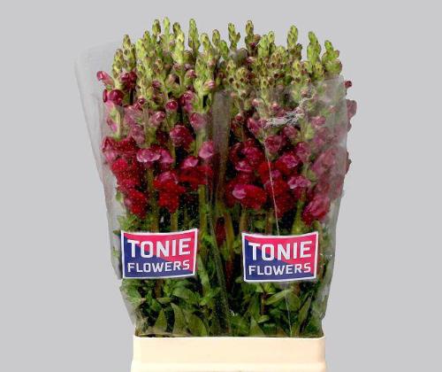 Antirrhinum majus 'Maryland Red'