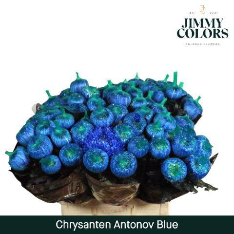 Chrysanthemum (Indicum Grp) geplozen Antonov kleurbehandeld H%