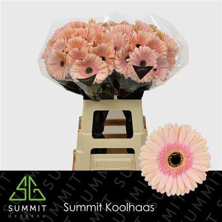 Gerbera grootbloemig 'Alliance'