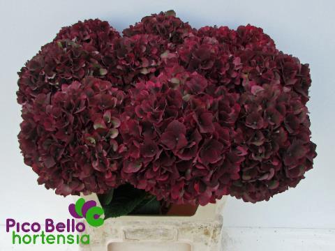 Hydrangea macrophylla Magical Rubyred (classic)