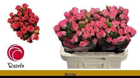 Rosa tros Jessy