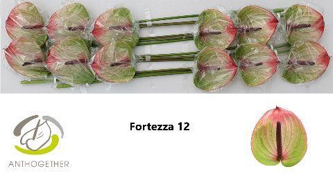 Anthurium (Andreanum Grp) Fortezza