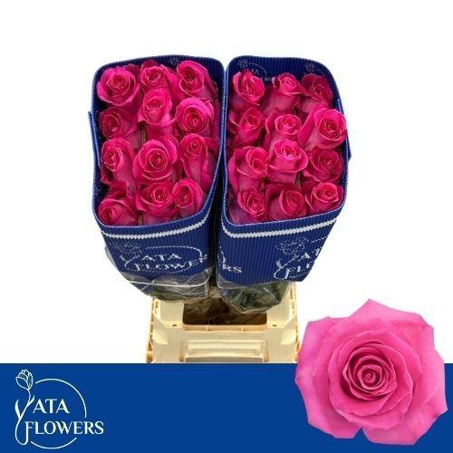 Rosa grootbloemig Topaz