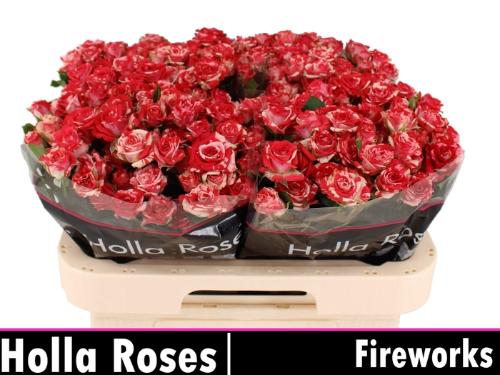 Rosa tros Fireworks