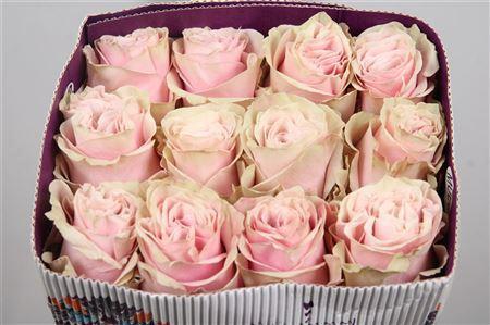 Rosa grootbloemig Pink Mondial