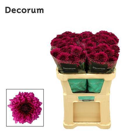Chrysanthemum (Indicum Grp) geplozen Lamira Red