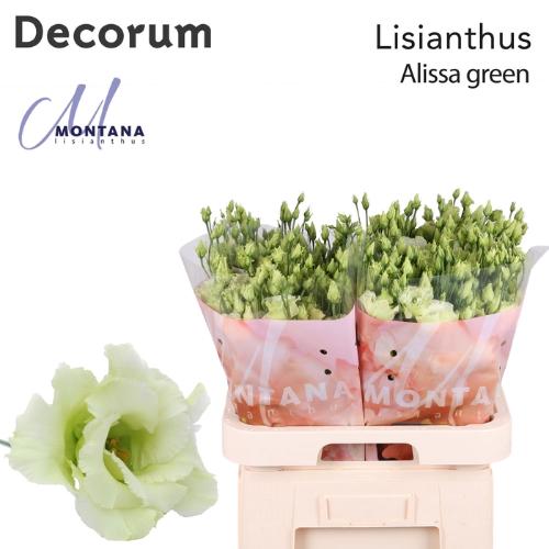 Eustoma russellianum gevuldbloemig 'Alissa Green'