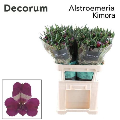 Alstroemeria Kimora
