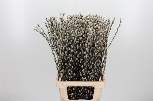 Salix caprea 'Snow Flake'