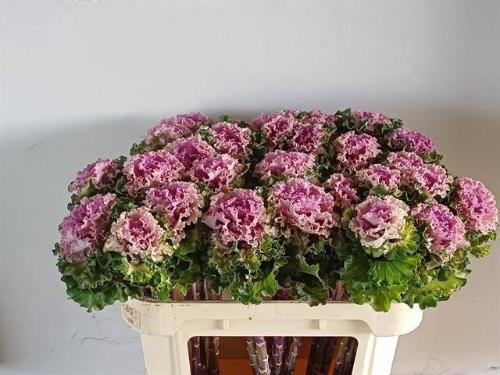 Brassica oleracea 'Crane Ruffle Rose'