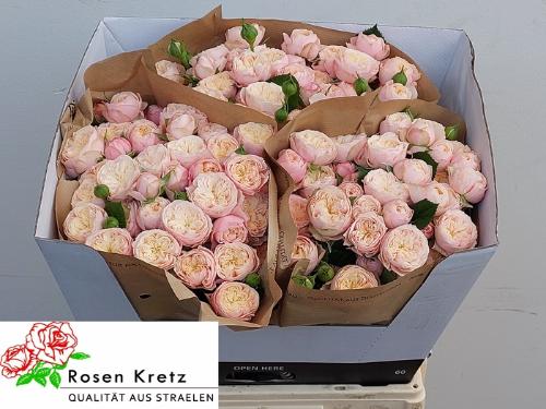 Rosa tros Royal Blush