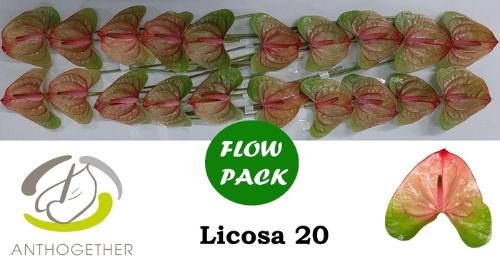 Anthurium (Andreanum Grp) Licosa