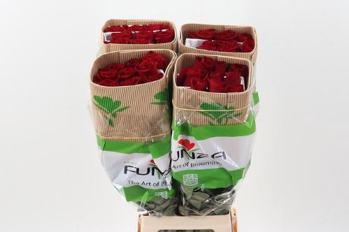 Rosa grootbloemig Freedom