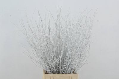 Betula per bos kleurbehandeld