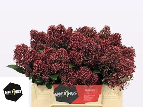 Skimmia per bos japonica 'Rubella'