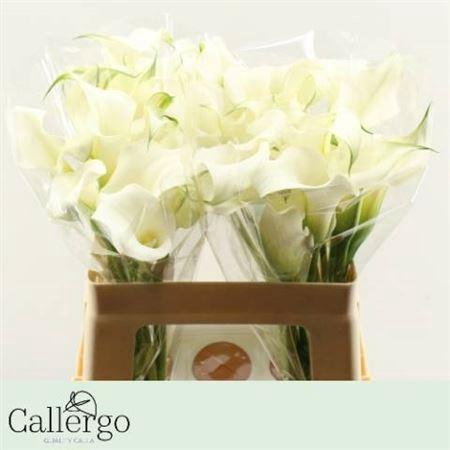 Zantedeschia 'White Present'