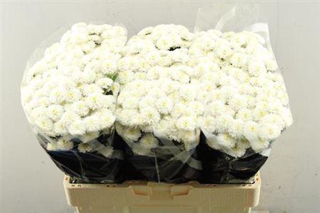 Chrysanthemum (Indicum Grp) tros santini Miller White