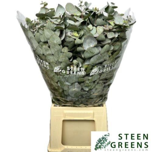 Eucalyptus per bos cinerea